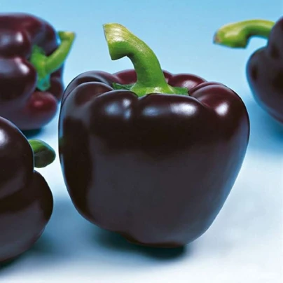 Paprika Mavras F1 - Capsicum annuum - semena - 8 ks