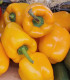 BIO Paprika Quadrato Asti Giallo - Capsicum annuum - bio semena - 8 ks