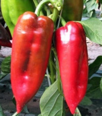 Paprika roční Rafaelus F1 - Capsicum annuum - semena - 15 ks