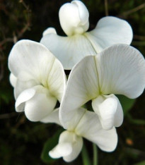 Hrachor vonný královský - Lathyrus odoratus - semena - 20 ks