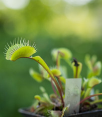 Mucholapka podivná - Dionaea muscipula - semena - 10 ks