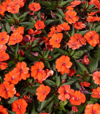 Netýkavka Accent oranžová F1 - Impatiens walleriana - semena - 15 ks