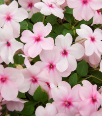 Netýkavka Accent růžová F1 - Impatiens walleriana - semena - 15 ks