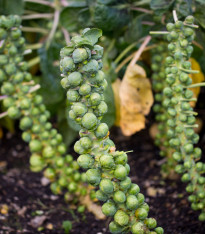 Kapusta růžičková Groninger - Brassica oleracea - semena - 50 ks