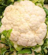 Květák Bora - Brassica oleracea - semena - 140 ks