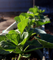 Tykev Sprinter F1 - Cucurbita maxima - semena - 12 ks