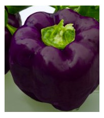 Paprika Fialová kráska - Capsicum annuum - semena - 9 ks