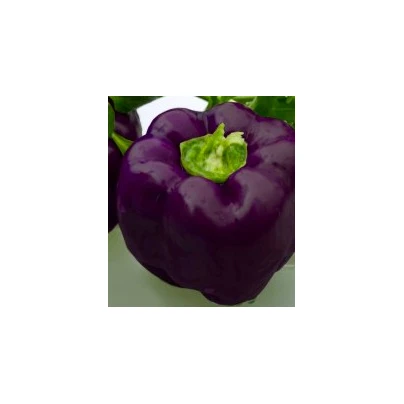 Paprika Fialová kráska - Capsicum annuum - semena - 9 ks