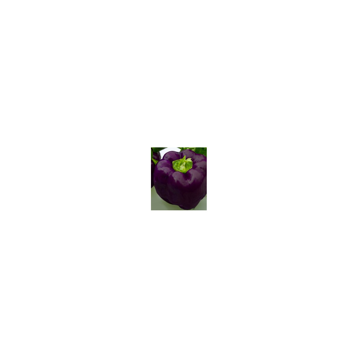 Paprika Fialová kráska - semena Papriky tmavě fialové - 9 ks