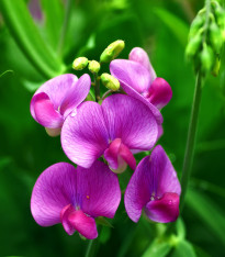 Hrachor vonný Painted Lady - Lathyrus odoratus - semena - 12 ks
