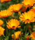 Měsíček lékařský Orange Daisy - Calendula officinalis - semena - 60 ks