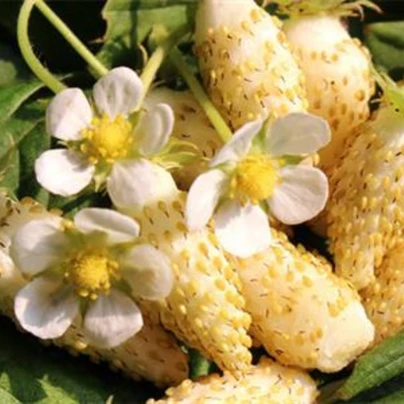 Jahodník měsíční Yellow Wonder - Fragaria vesca - semena - 200 ks