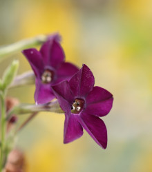 Tabák okrasný vonící Deep purple F1 - Nicotiana - semena - 50 ks