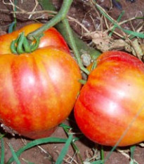 Rajče ruské oranžové - Lycopersicon esculentum - semena - 6 ks