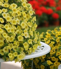 Minipetúnie Kabloom Yellow F1 - Milionbells - Calibrachoa hybrida - semena - 7 ks