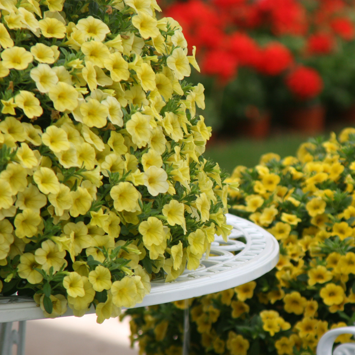 Minipetúnie Kabloom Yellow F1 - Milionbells - Calibrachoa hybrida - semena - 7 ks