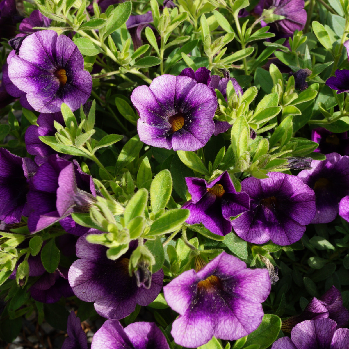 Minipetúnie Kabloom Blue F1 - Milionbells - Calibrachoa Hybrida - semena - 7 ks