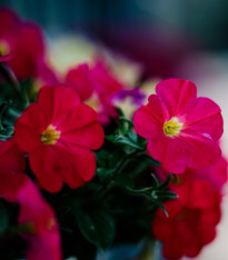 Minipetúnie Kabloom Coral F1 - Milionbells - Calibrachoa Hybrida - semena - 7 ks