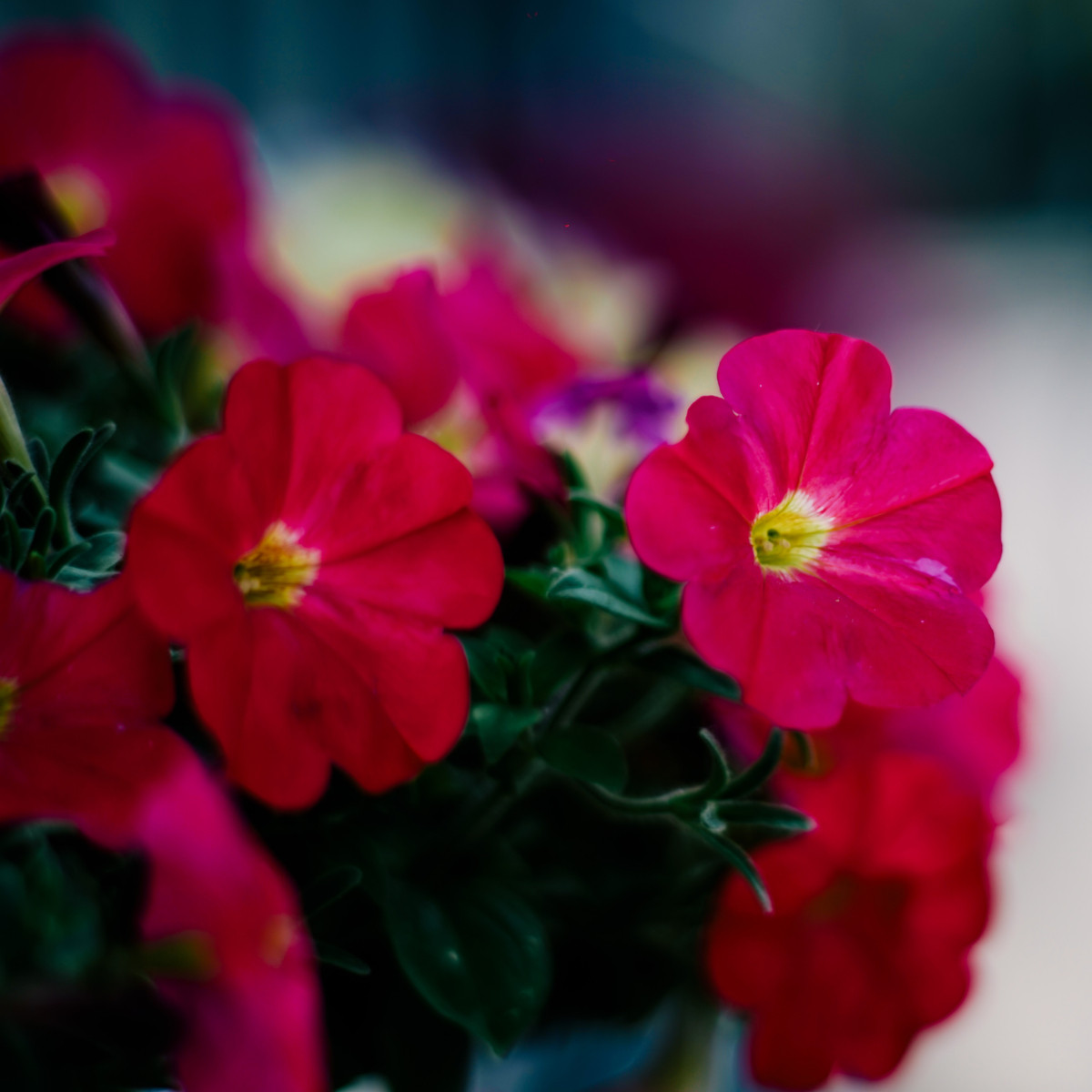 Minipetúnie Kabloom Coral F1 - Milionbells - Calibrachoa Hybrida - semena - 7 ks