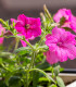 Petúnie mnohokvětá Rita F1 - Petunia Hybrida - semena - 30 ks