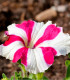Petúnie mnohokvětá Henrietta F1 - Petunia Hybrida - semena - 30 ks
