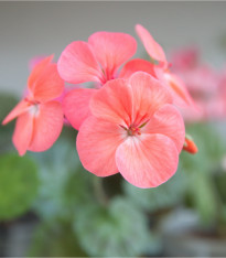 Muškát páskatý Jitka F1 - Pelargonium zonale - semena - 6 ks
