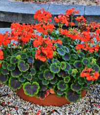 Muškát páskatý Nekita F1 Scarlet - pelargonium zonale - semena - 4 ks