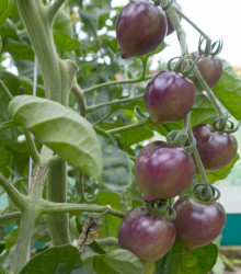 BIO semena rajčete – BIO Rajče Indigo Blue Berries – Solanum lycopersicum