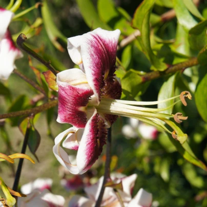 Lilie Leslie Woodriff - Lilium - cibuloviny - 1 ks