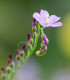 Rosnatka kapská obrovská - Drosera capensis giant - semena - 15 ks
