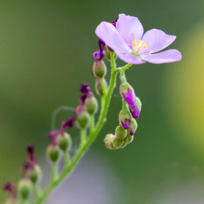 Rosnatka kapská obrovská - Drosera capensis giant - semena - 15 ks