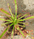 Rosnatka kapská obrovská - Drosera capensis giant - semena - 15 ks