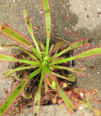 Rosnatka kapská obrovská - Drosera capensis giant - semena - 15 ks