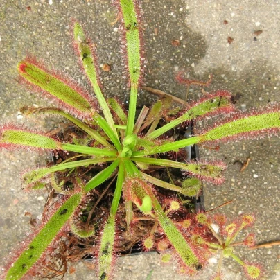 Rosnatka kapská obrovská - Drosera capensis giant - semena - 15 ks