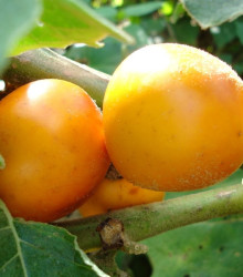 Semena solana – Solanum sessiliflorum – Solanum sessiliflorum