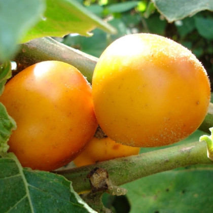 Solanum sessiliflorum - Solanum sessiliflorum - semena - 10 ks