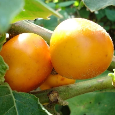 Solanum sessiliflorum - Solanum sessiliflorum - semena - 10 ks