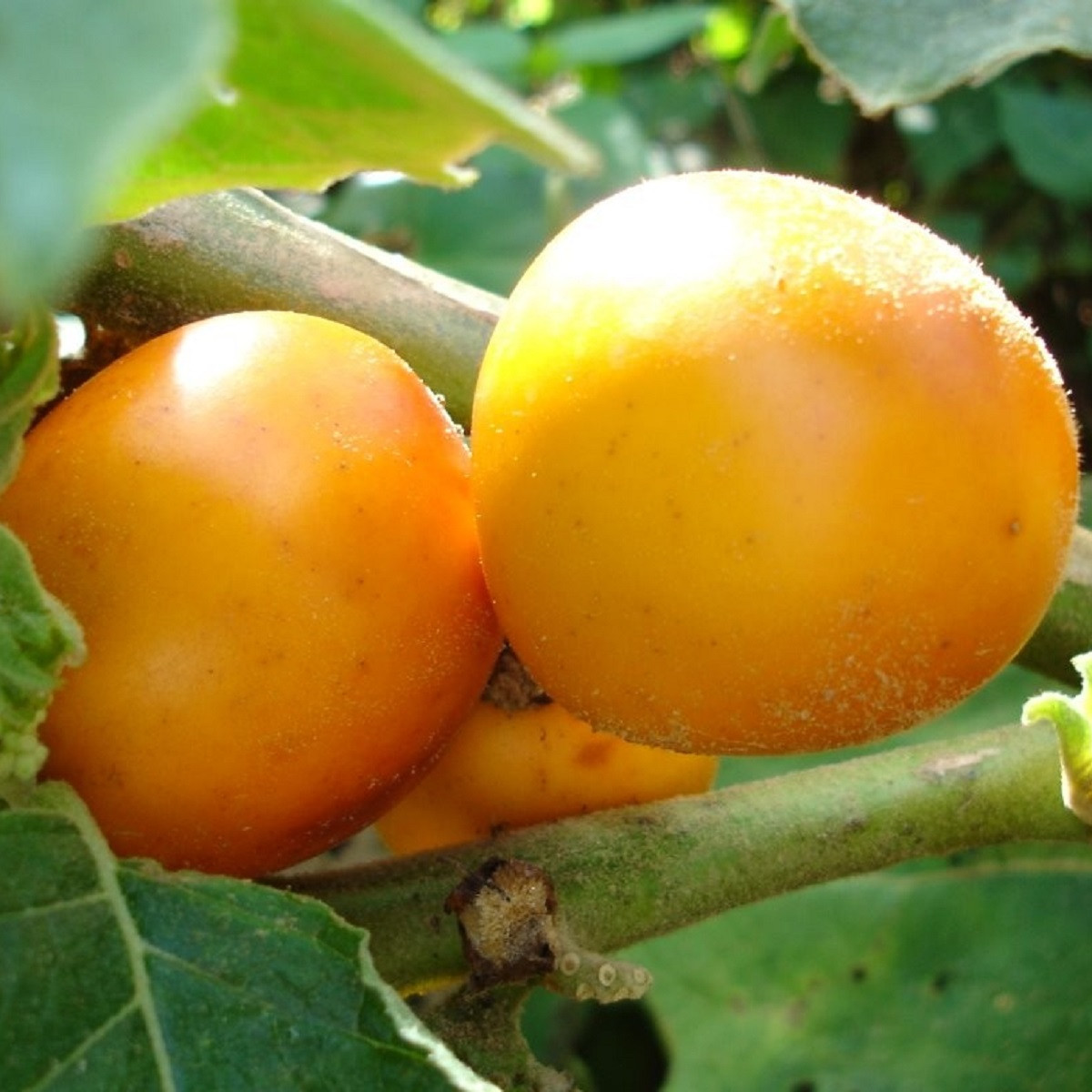 Solanum sessiliflorum - Solanum sessiliflorum - semena - 10 ks