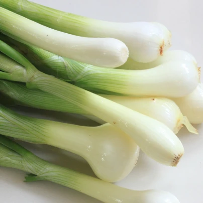 Cibule Bajkal sečka zimní - Allium fistulosum - semena - 300 ks