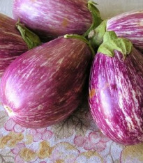 Lilek Listada de Gandia - Solanum melongena - semena - 7 ks