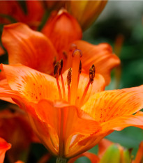 Lilie asijská Forever summer - Lilium - cibuloviny - 1 ks