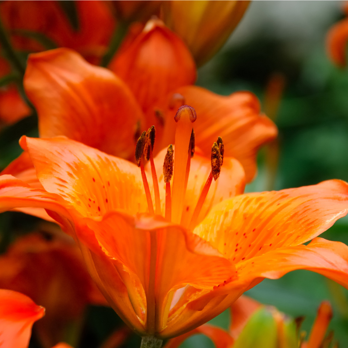 Lilie asijská Forever summer - Lilium - cibuloviny - 1 ks