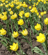Tulipán Batalinii Bright Gem - Tulipa - cibuloviny - 3 ks