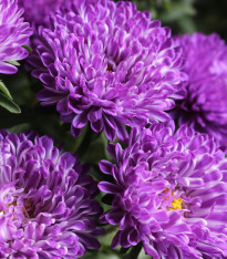 Astra čínská vysoká Princess modrá - Callistephus chinensis - semena - 50 ks