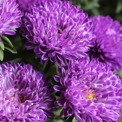 Astra čínská vysoká Princess modrá - Callistephus chinensis - semena - 50 ks