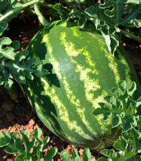 Meloun vodní Primaorange F1 - Citrullus lanatus - semena - 7 ks