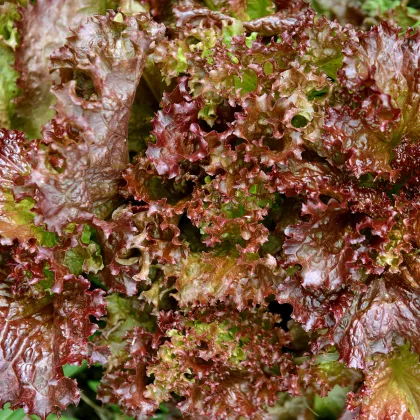 Salát trhací americký hnědý - Latuca sativa - semena - 450 ks