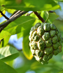 Anona jedlá - Annona edulis - semena - 4 ks
