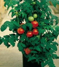 Rajče Patio - semena - 6 ks