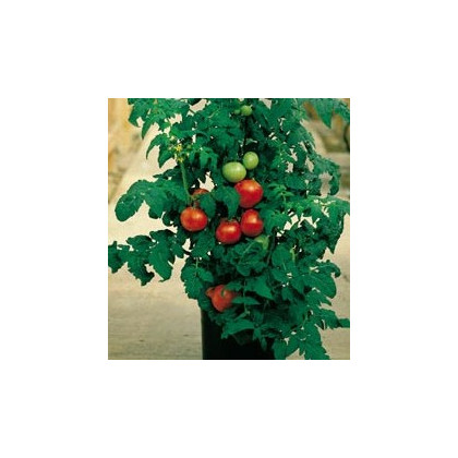 Rajče Patio - semena Rajčat - 6 ks